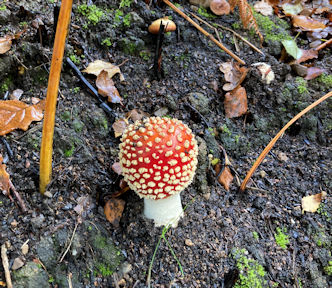 fungi